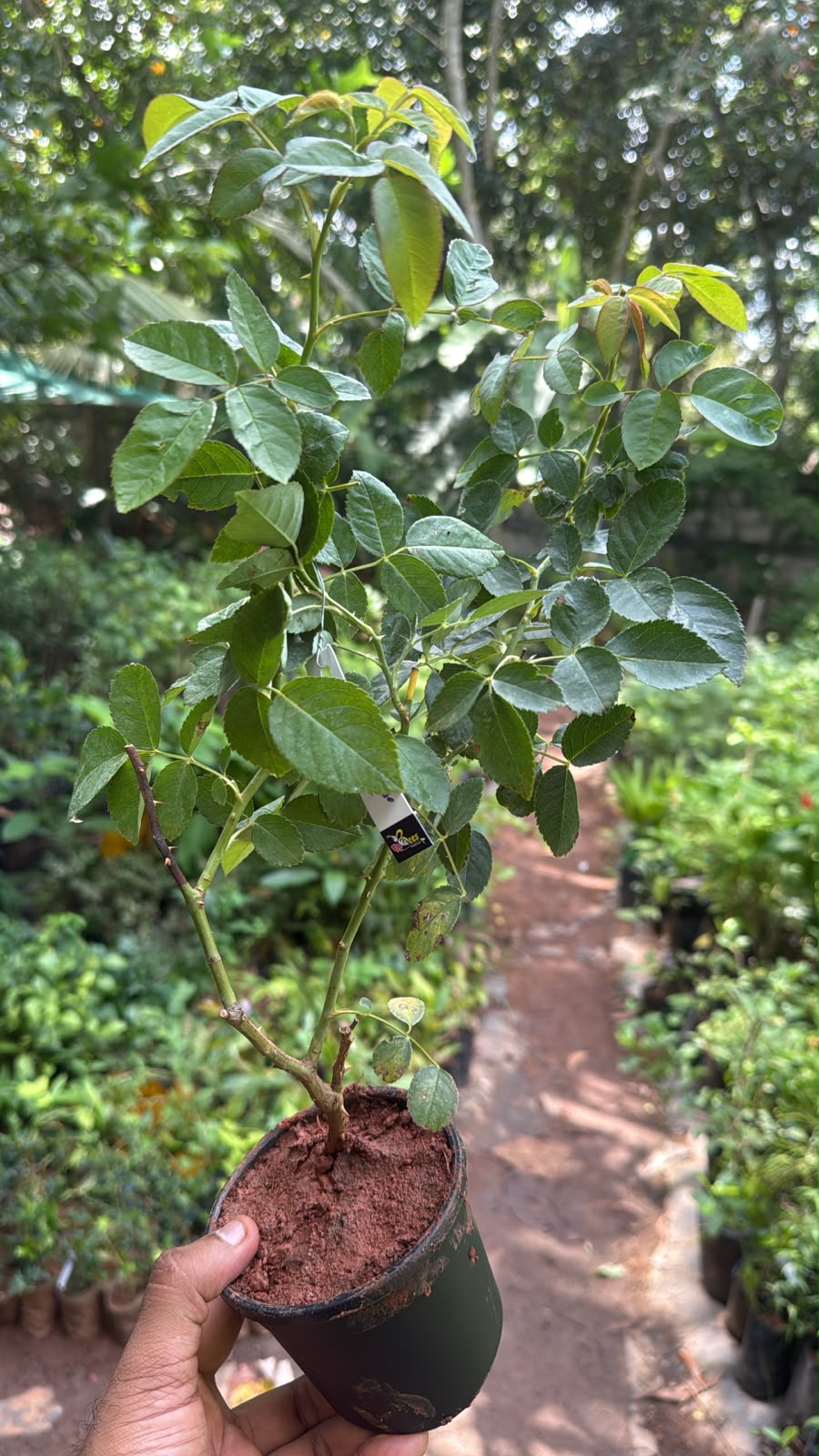 Bees Plant Hub Paneer / Edward Rose Own Rooted Live Plant