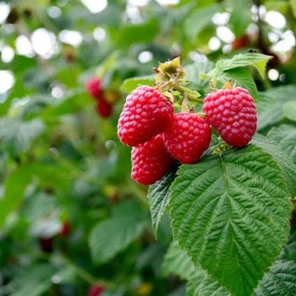 Bees Plant Hub Raspberry (Rubus idaeus) Live Plant