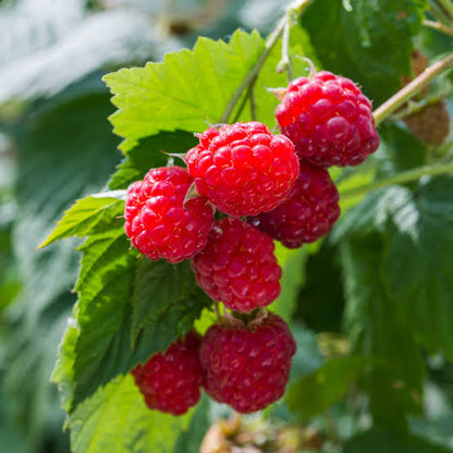 Bees Plant Hub Raspberry (Rubus idaeus) Live Plant