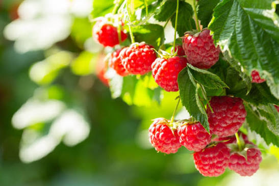 Bees Plant Hub Raspberry (Rubus idaeus) Live Plant