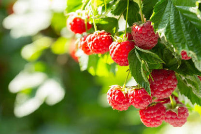Bees Plant Hub Raspberry (Rubus idaeus) Live Plant