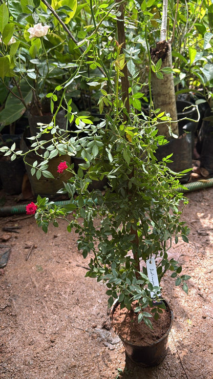 Bees Plant Hub Red Creeper/Climber Rose Live Plant