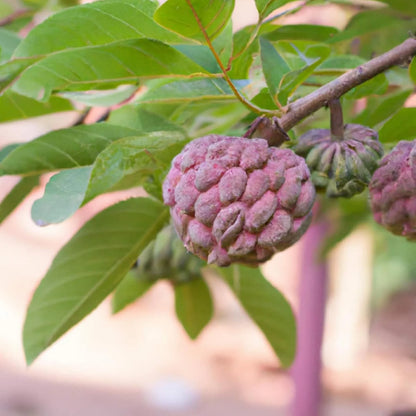 Bees Plant Hub Red Custard Apple (Seethapazham) Grafted Live Plant