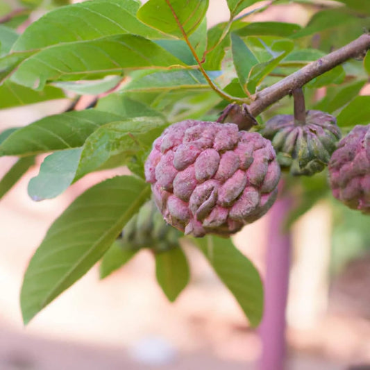 Bees Plant Hub Red Custard Apple (Seethapazham) Grafted Live Plant
