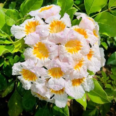 Bees Plant Hub Tecoma White Flowering Live Plant
