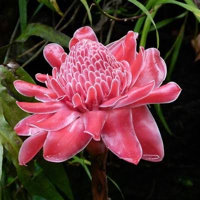 Bees Plant Hub Torch Ginger Live Plants (Pack of 3) Red, Pink and White