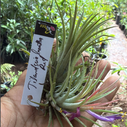 Bees Plant Hub Tillandsia Ionantha Red Blooming Size (Air Plant)