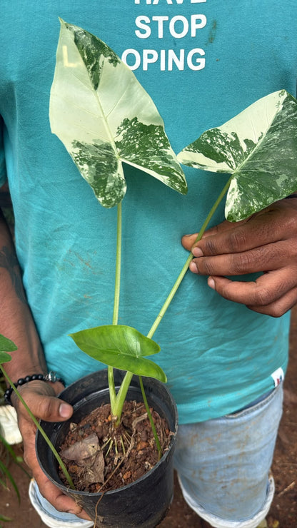 Bees Plant Hub Alocasia Variegated Indoor / Outdoor Live Plant