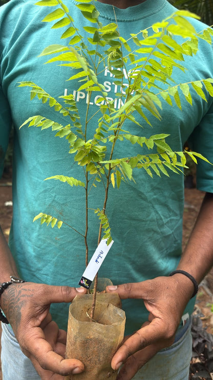 Bees Plant Hub Bilimbi (Irumban Puli) Live Plant