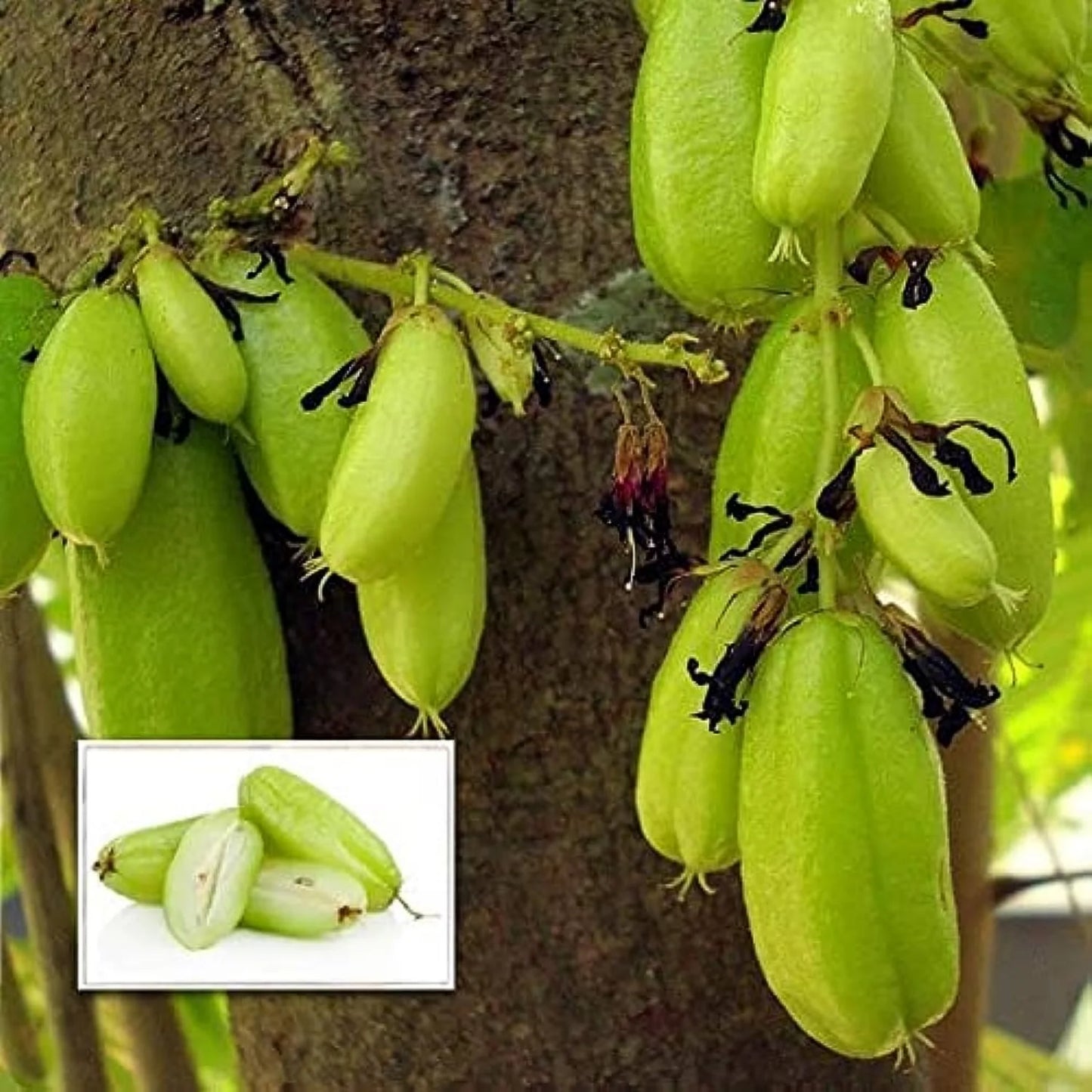 Bees Plant Hub Bilimbi (Irumban Puli) Live Plant