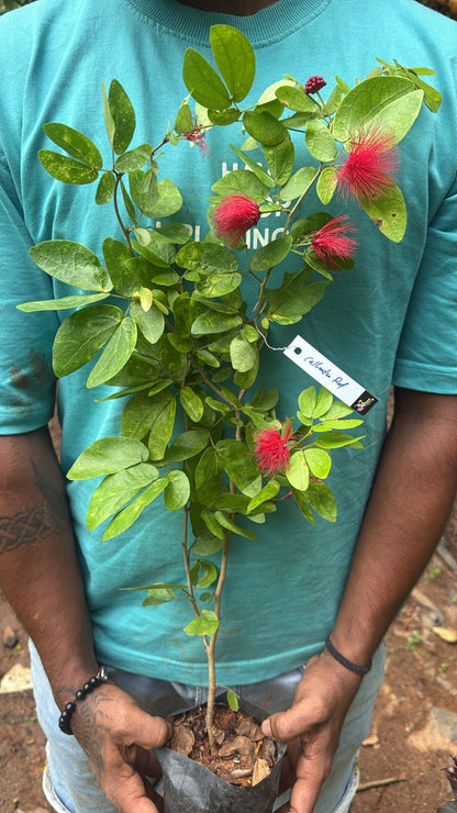 Bees Plant Hub Calliandra Red (Calliandra haematocephala) All Time Flowering Live Plant
