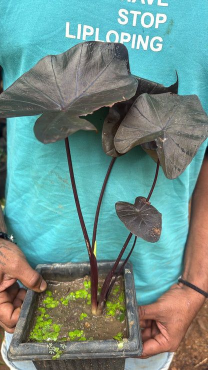 Bees Plant Hub Colocasia Violet Indoor/Outdoor Live Plant