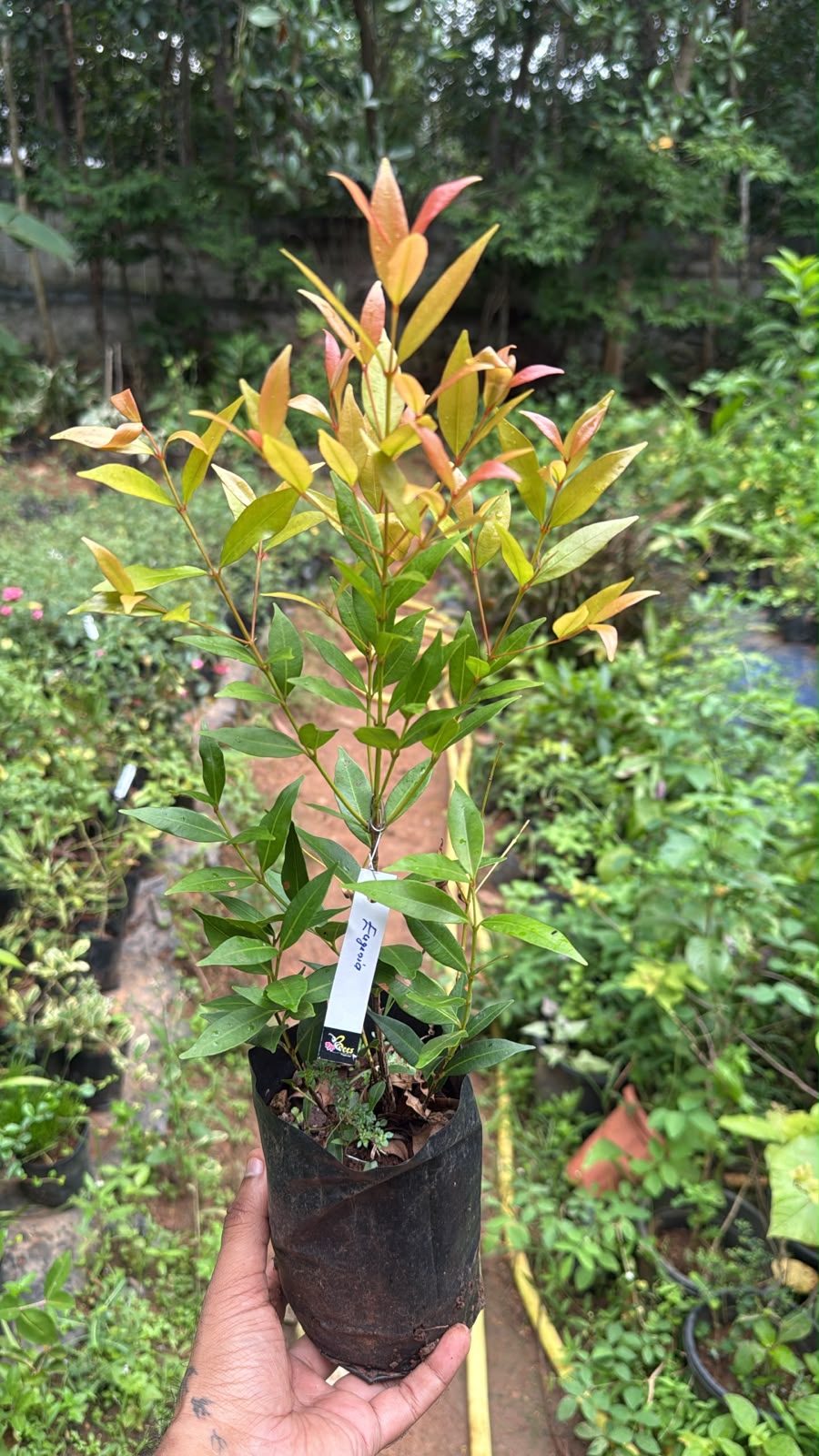 Bees Plant Hub Eugenia Ornamental Live Plant