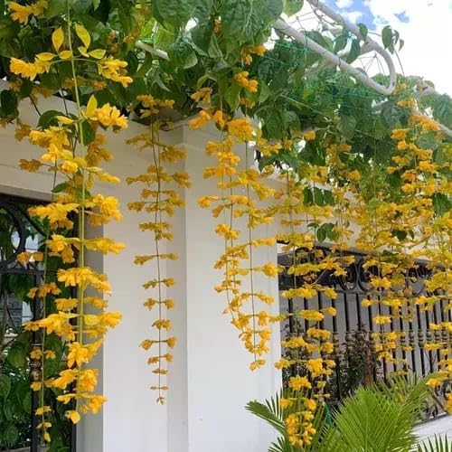 Bees Plant Hub Golden Cascade Creeper/Climber Flowering Live Plant