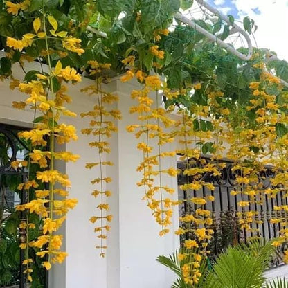 Bees Plant Hub Golden Cascade Creeper/Climber Flowering Live Plant