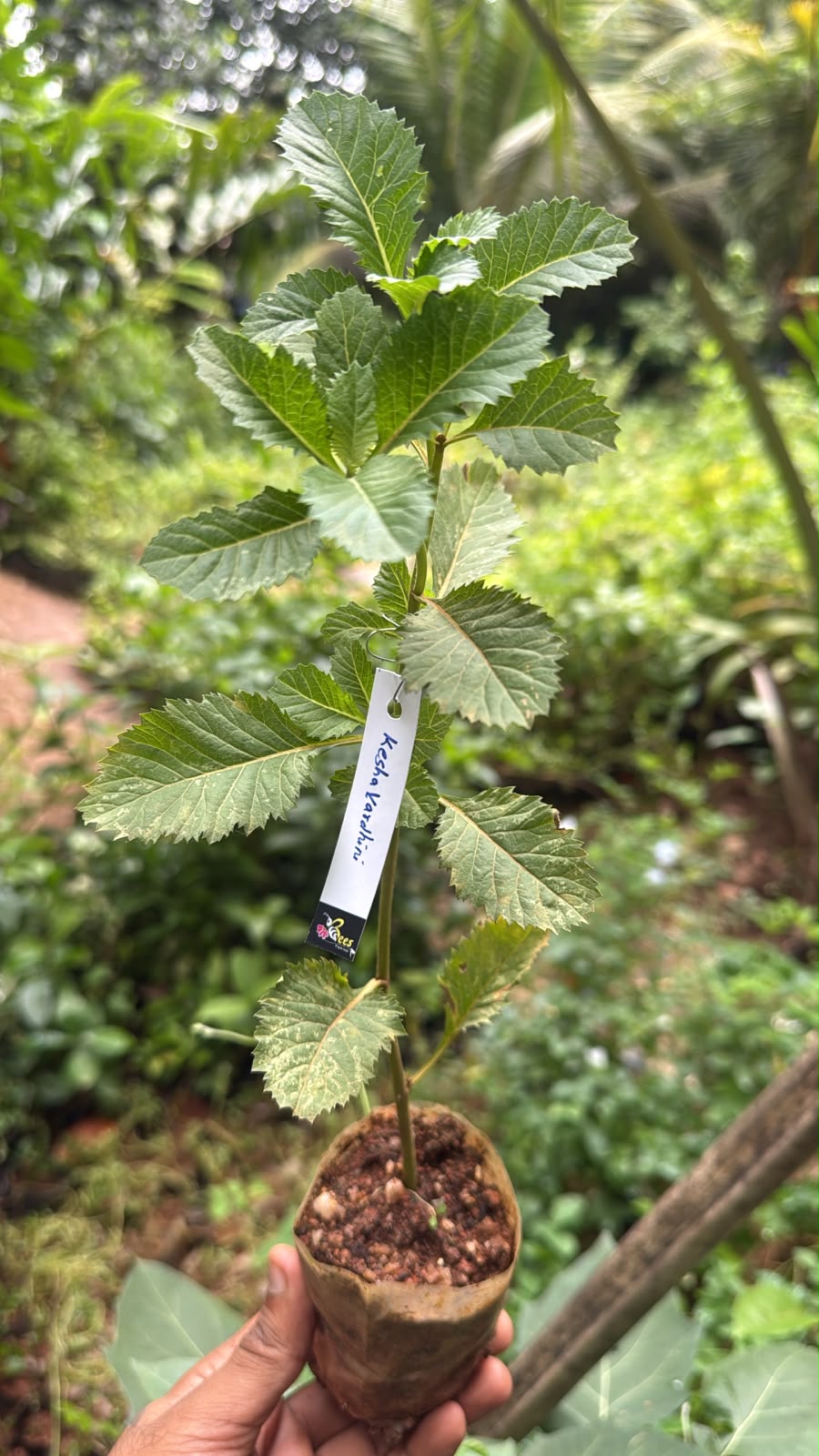 Bees Plant Hub Kesavardhini (Centratherum Punctatum) Medicinal Live Plant