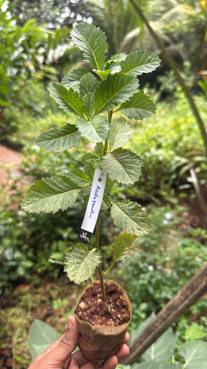 Bees Plant Hub Kesavardhini (Centratherum Punctatum) Medicinal Live Plant
