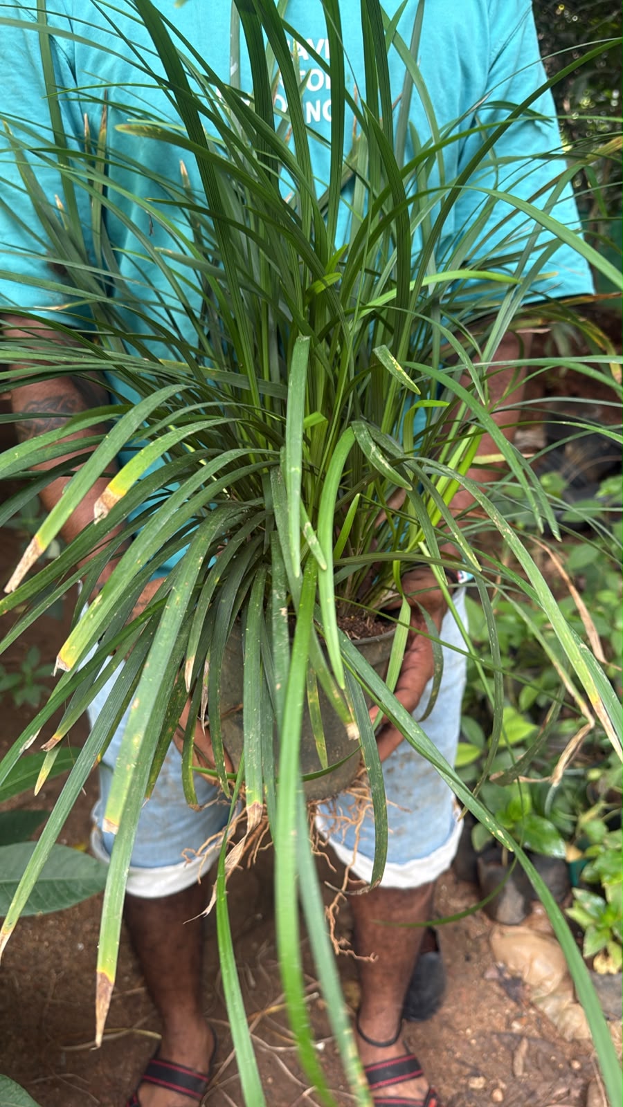 Bees Plant Hub Liriope muscari 'Monroe White  Live flowering Plant