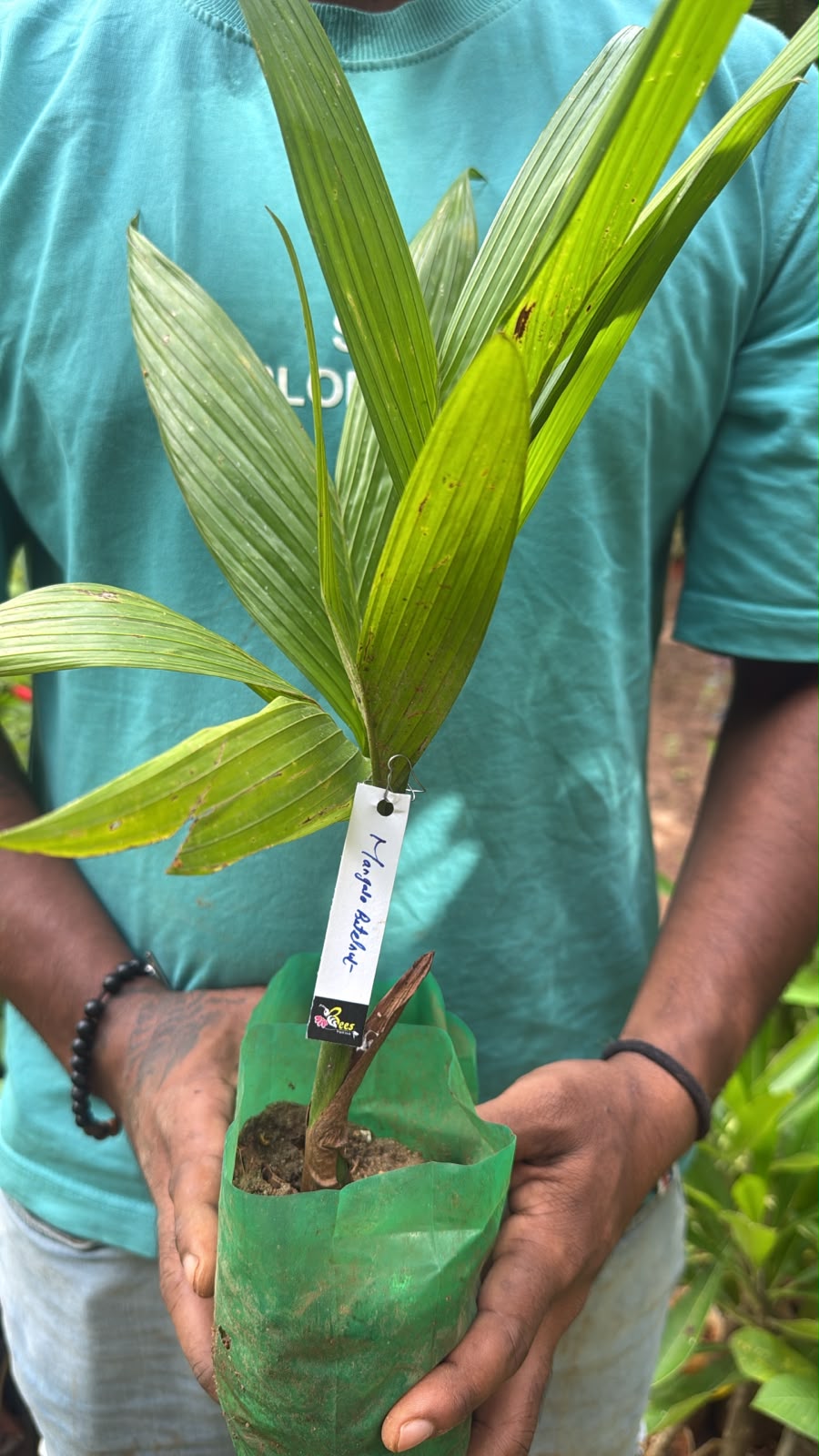 Bees Plant Hub Mangala Betel Nut Tree Live Plant