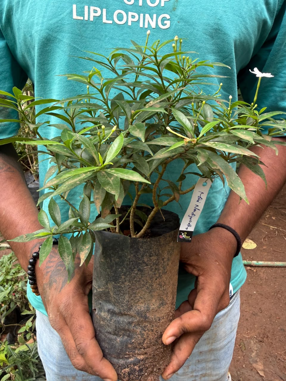 Bees Plant Hub Dwarf Pinwheel (Mini Nandyarvattam) Fragrant All Time Flowering Live Plant