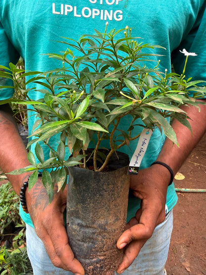 Bees Plant Hub Dwarf Pinwheel (Mini Nandyarvattam) Fragrant All Time Flowering Live Plant