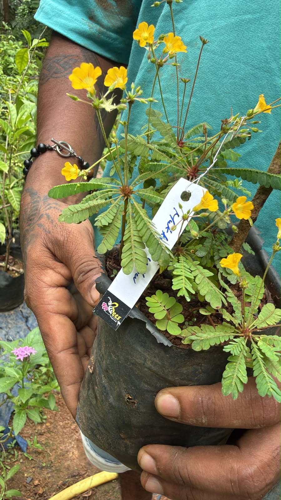 Bees Plant Hub Mukkutti Yellow Flowering Live Plant