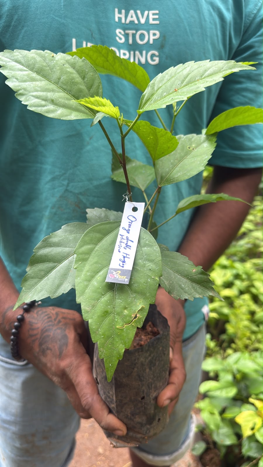 Bees Plant Hub Hibiscus Orange Hanging Double Petal (Desi Variety) All Time Flowering Live Plant