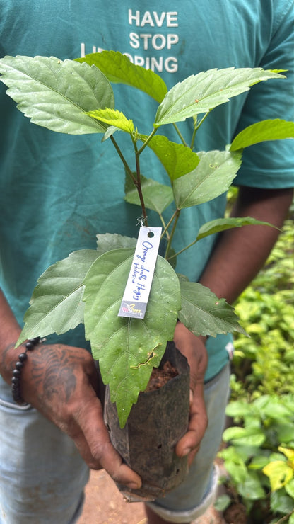 Bees Plant Hub Hibiscus Orange Hanging Double Petal (Desi Variety) All Time Flowering Live Plant