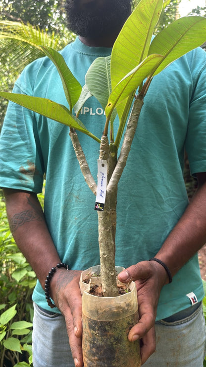 Bees Plant Hub Frangipani (Plumeria rubra) Red All Time Flowering Live Plant