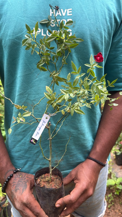 Bees Plant Hub Red Creeper/Climber Rose Live Plant