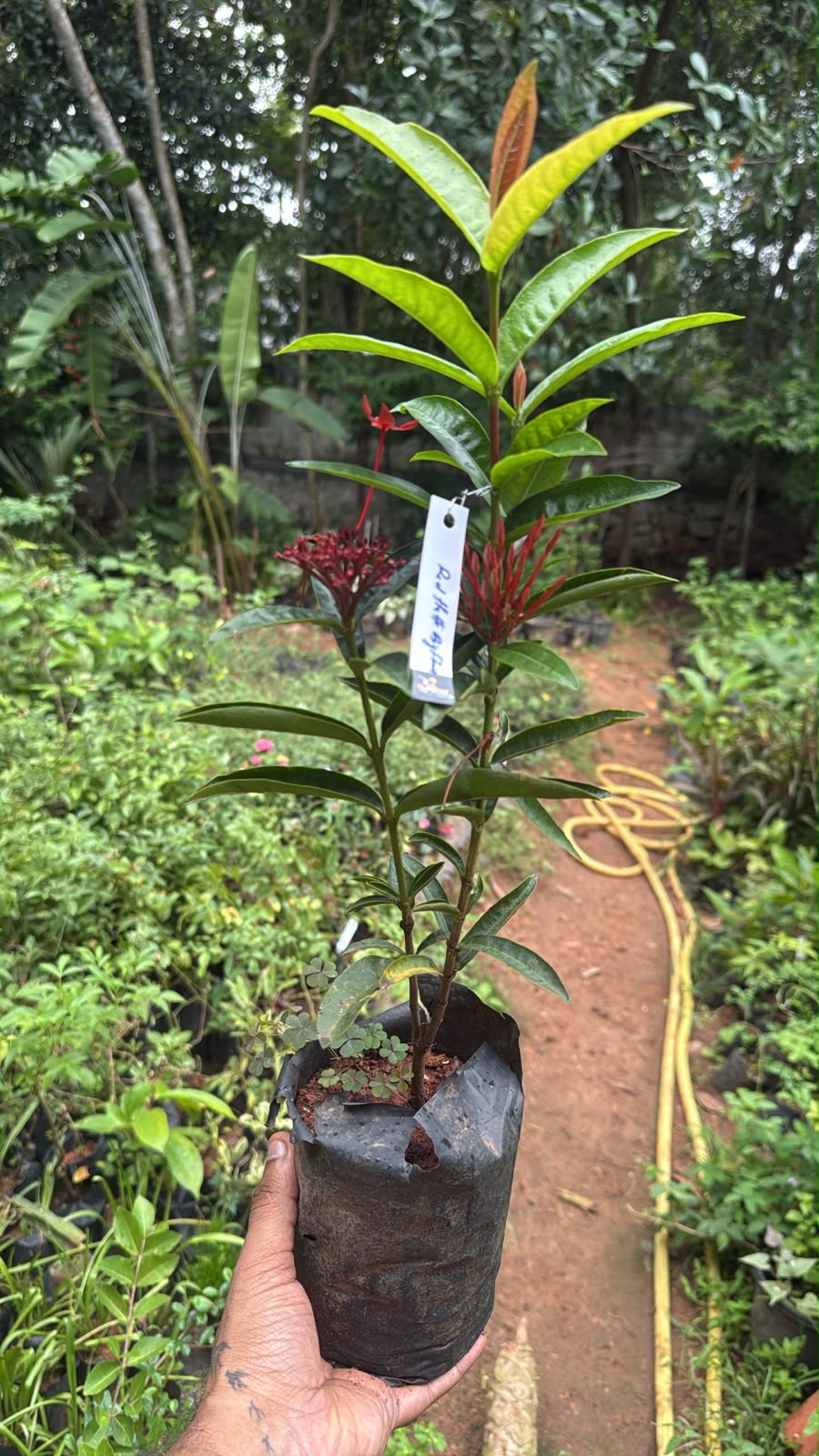 Bees Plant Hub Red Thetti Big Flowers (Ixora coccinea) All Time Flowering Live Plant