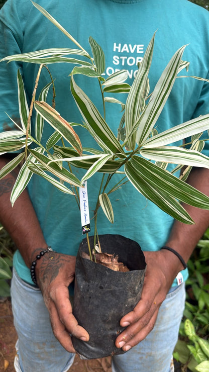 Bees Plant Hub Sasa Fortune Bamboo Live Plant