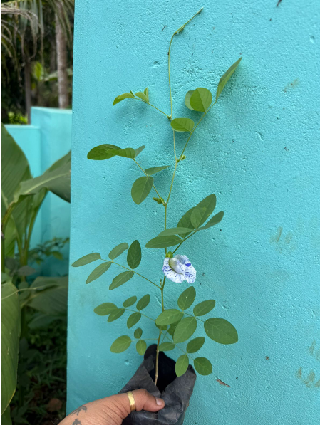 Bees Plant Hub Thailand Clitoria (Butterfly Pea) Rare Flowering Live Plant