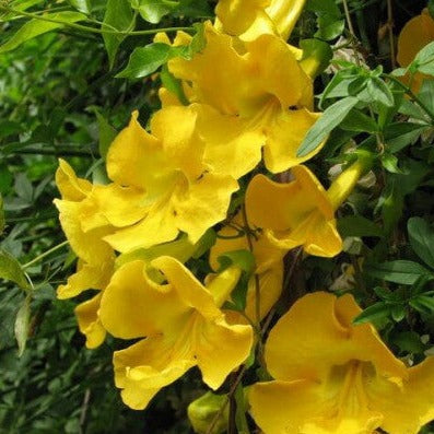 Bees Plant Hub Cat's Claw Climbing and Creeping Flowering Plant