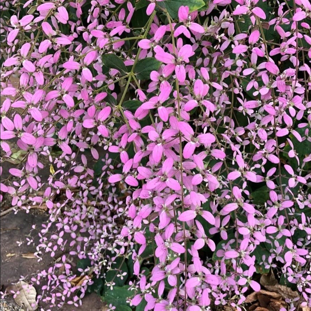 Bees Plant Hub Congea Tomentosa Dark Pink Live Plant