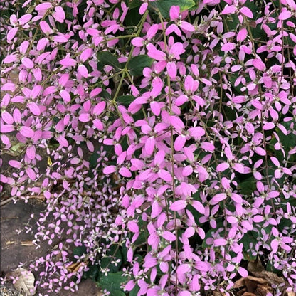 Bees Plant Hub Congea Tomentosa Dark Pink Live Plant