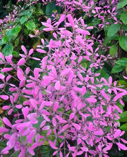 Bees Plant Hub Congea Tomentosa Dark Pink Live Plant