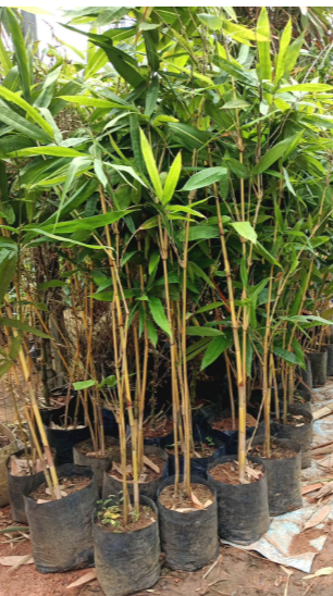 Bees Plant Hub Golden Bamboo (Phyllostachys aurea) Live Plant
