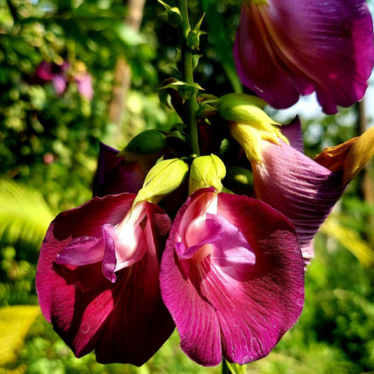 Bees Plant Hub Butterfly Pea Tree (Clitoria arborea) Rare Live Plant