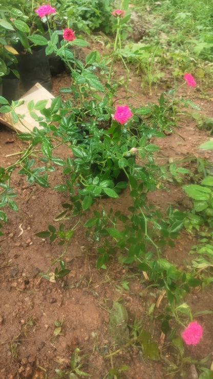 Bees Plant Hub Pink Creeper / Climbing Rose Live Plant