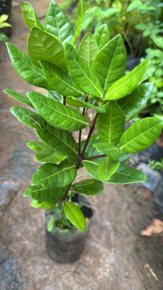 Bees Plant Hub Magnolia grandiflora White (Bull Bay) Rare Flowering Live Plant