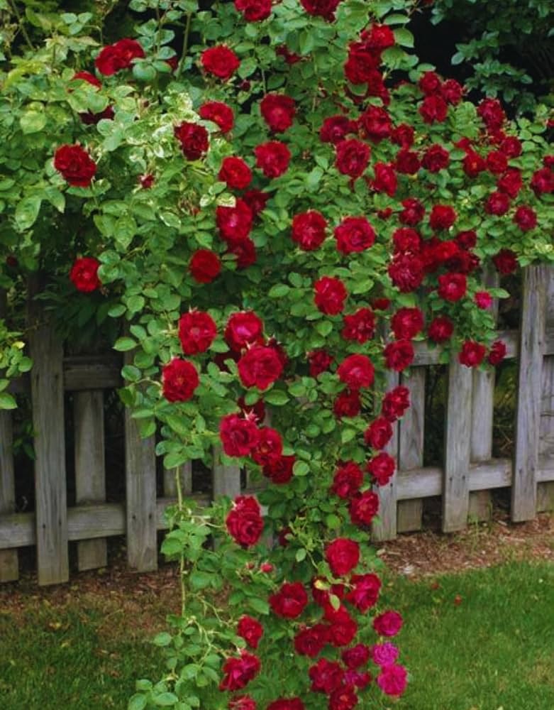 Bees Plant Hub Red Creeper/Climber Rose Live Plant