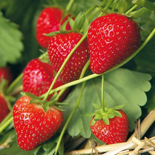 Bees Plant Hub Strawberry Live Plant