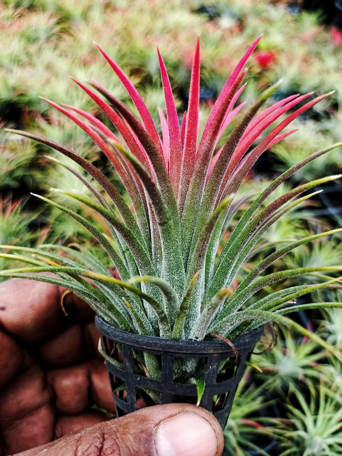 Bees Plant Hub Tillandsia Ionantha Red Blooming Size (Air Plant)