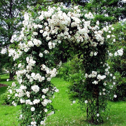 Bees Plant Hub White Creeper/ Climbing Rose Live Plant