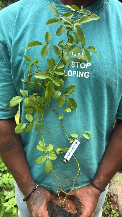 Bees Plant Hub White Creeper/ Climbing Rose Live Plant