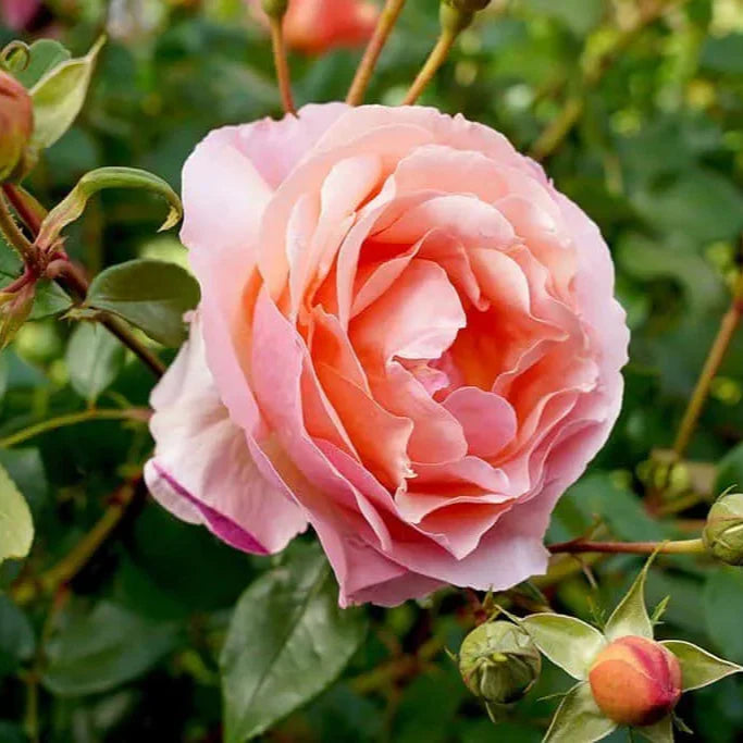 Bees Plant Hub 7 Days Rose Live Plant - Pink