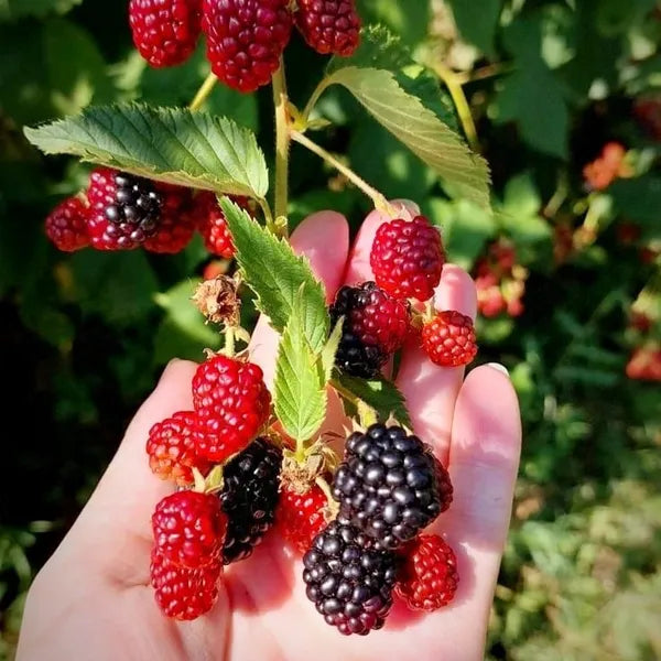 Bees Plant Hub Black Berry Fruit Live Plant (Rubus fruticosus)