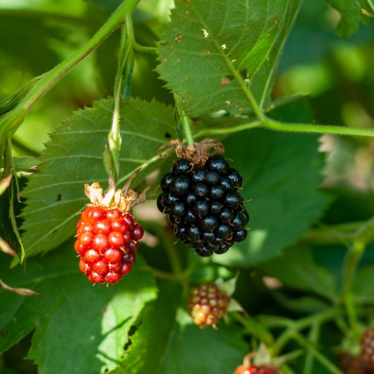 Bees Plant Hub Black Berry Fruit Live Plant (Rubus fruticosus)