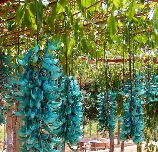 Bees Plant Hub Nema/Blue Jade Vine (Strongylodon macrobotrys) Live Plant